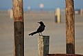 Picture Title - Beach Bird