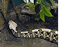 Picture Title - Gaboon Viper