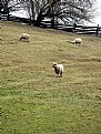 Picture Title - Sheep