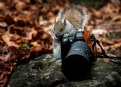 Picture Title - fluffy photographer