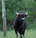 Picture Title - The Majestic Gaur