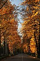 Picture Title - Autumnal leaves 6