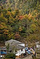 Picture Title - wedding party under fall colors