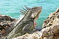Picture Title - Iguana in Bonaire