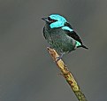 Picture Title - Scarlet-thighed Dacnis