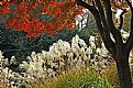 Picture Title - Sheltering the grasses