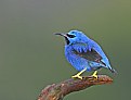 Picture Title - Shining Honeycreeper