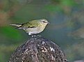 Picture Title - Tennessee Warbler