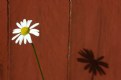 Picture Title - Maverick daisy