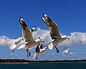 Picture Title - Hanging With Mates By the Beach