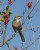 Northern Mockingbird 