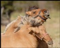Picture Title - Playful Ponies