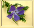 Picture Title - Varigated Vinca