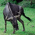 Picture Title - An Ox I think