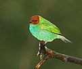 Picture Title - Bay-headed Tanager