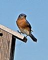 Picture Title - Eastern Bluebird 1