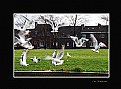 Picture Title - Flying seagulls