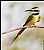 White-throated Bee-eater #2 : Fashion 