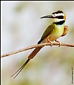 Picture Title - White-throated Bee-eater #2 : Fashion 