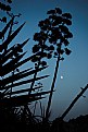 Picture Title - nerja beach