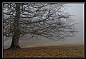 Picture Title - The old tree