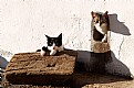 Picture Title - cats playing