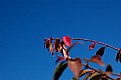 Picture Title - Branch