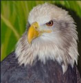 Picture Title - American Bald Eagle