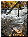 Picture Title - Fallen Tree