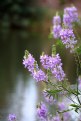 Picture Title - Asomadas al lago...