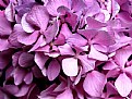 Picture Title - Hydrangea