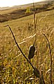 Picture Title - Prairie Pod