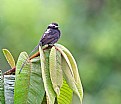 Picture Title - Long-tailed Tyrant