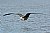 Magnificent Frigatebird
