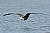 Magnificent Frigatebird