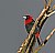 Crimson-collared Tanager