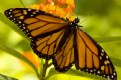 Picture Title - Monarch I