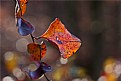 Picture Title - greebrier leaf - red condition