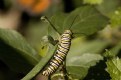 Picture Title - Caterpillar I