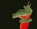 Picture Title - Agalychnis calcarifer