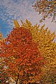 Picture Title - Autumn on the Vertical - Tableau 1