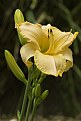 Picture Title - Daylilly