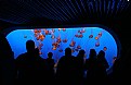 Picture Title - Wide screen jelly fish