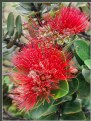 Picture Title - Lehua 