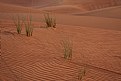 Picture Title - Life in desert