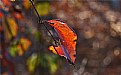 Picture Title - greenbrier leaf - red mode