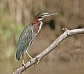 Picture Title - Green Heron