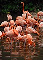 Picture Title - Flaming Flamingos