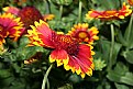 Picture Title - Gaillardia " Arizona"