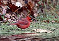 Picture Title - Cardinal